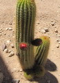 Golden Torch Cereus